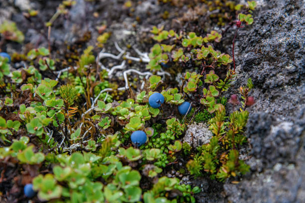 Blueberries in the Kamchatka tundra