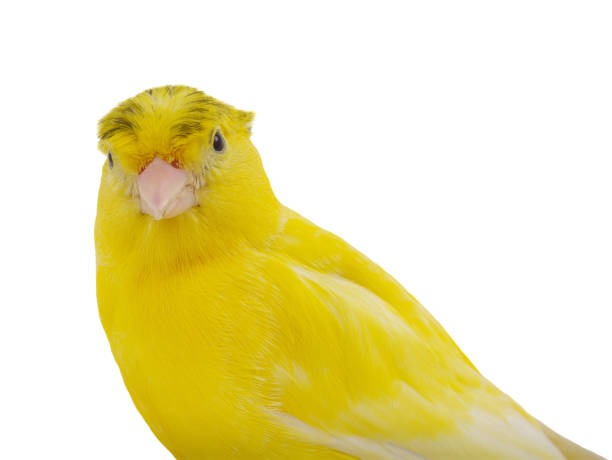 istock portrait canary isolated on white background 2169629106