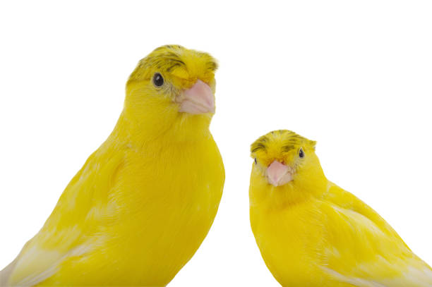 istock portrait canary isolated on white background 2169629107