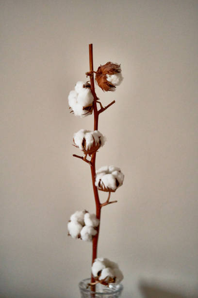 istock cotton flower stands in a vase 2169629433