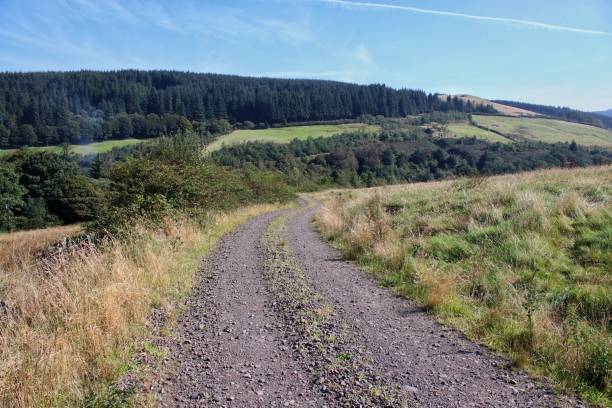 istock Woodland wander 2169630572