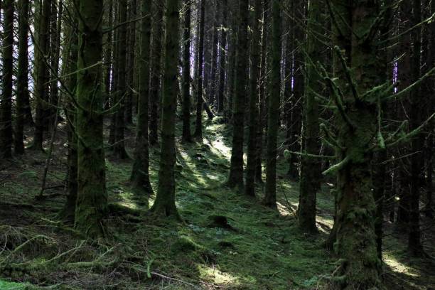 istock Woodland wander 2169631186