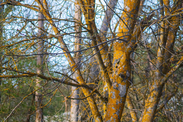 A tree with yellow leaves and brown bark. The tree is surrounded by other trees and has a few branches that are bare