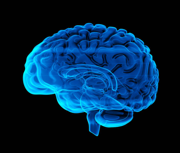 istock Human Brain X-Ray: Anatomy, Medicine and Science concept 2169635029