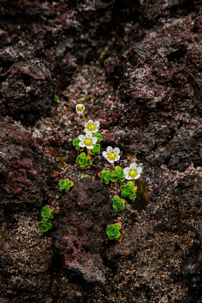 istock Saxifraga flower 2169636955