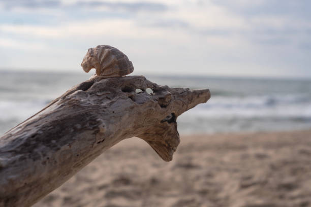 Dry log and rapana shell. Sea monster form. Sea creature. Kurortne. Odessa regione. Ukraine.