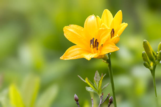 Daylily in bloom in the summer highland.