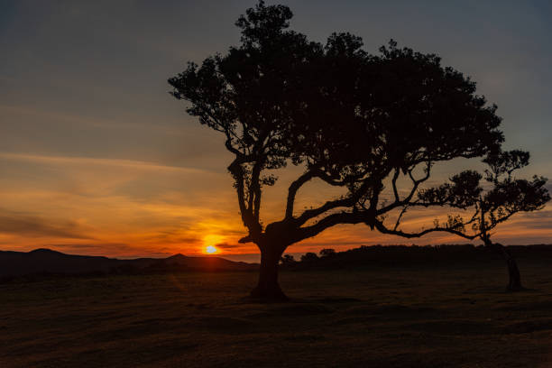 istock the magic sunset in fanal 2169645373