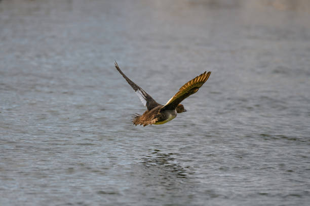istock Flight of the Ducks 2169645377