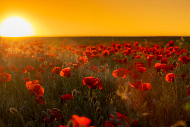 Beautiful meadow with the poppy flowers at sunset, Poland.