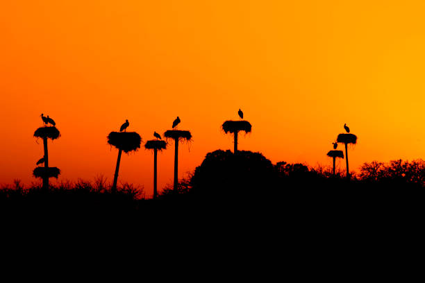 the sunset in the natural spot of los barruecos where the storks are protected