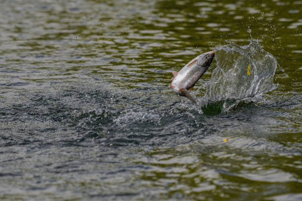 istock Fish jumps out of the water 2169646748