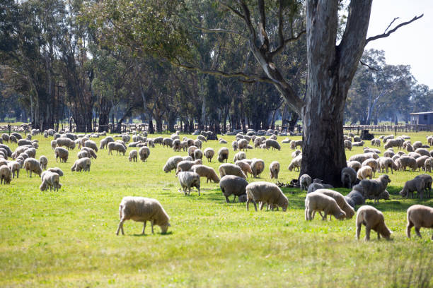 Australia Victoria State Geelong district sheep