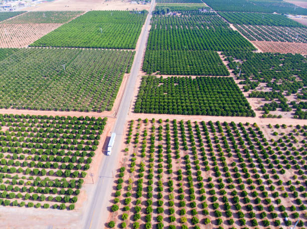 istock Aerial view of orange trees 2169648844