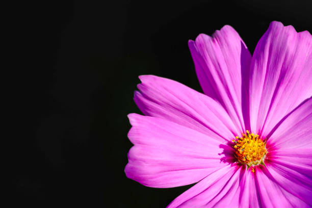 Vibrant cosmos flower petals close-up on black background