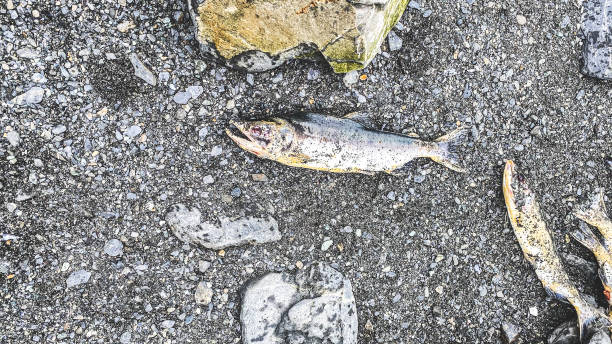 The spawning salmon see their final destination in Valdez, Alaska. It is here that they will reproduce and start a new circle of life.