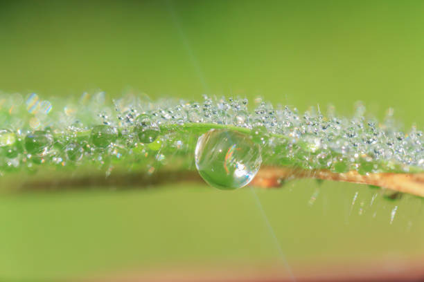 rainy season, water drop on lush green foliage in rain forest, nature background, dark toned process