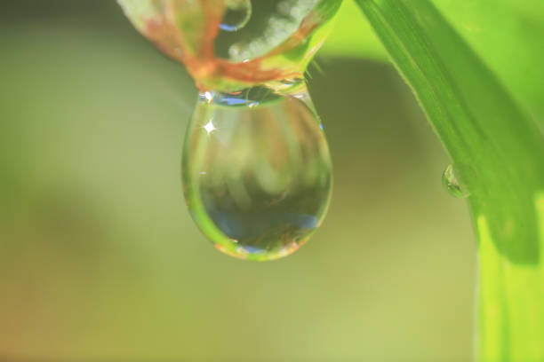 Beautiful morning dewdrop on the green leaf.