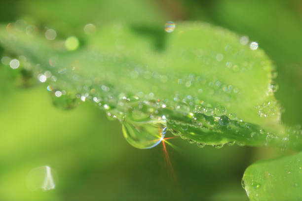 Beautiful morning dewdrop on the green leaf.