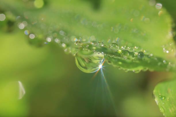 Beautiful morning dewdrop on the green leaf.