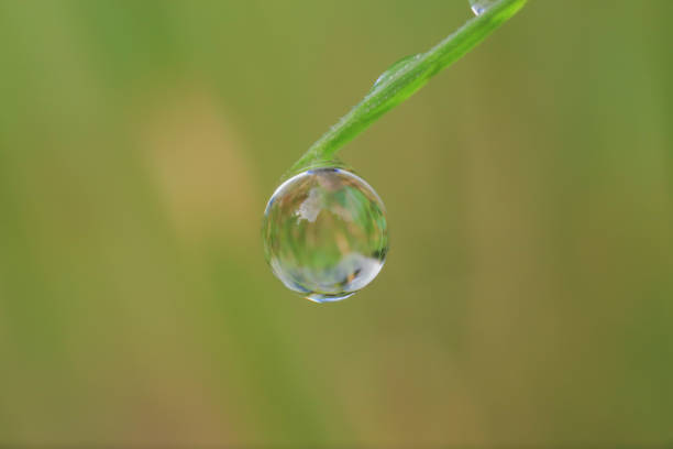 Macro of Raindrop on Blade of Grass.