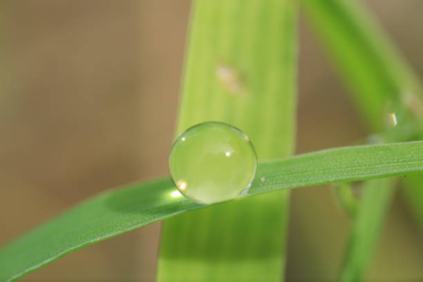 Drops of dew on the grass.