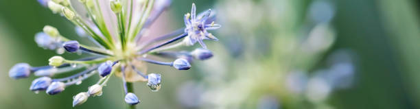 istock Ornamental Onion Flower close-up 2169653675
