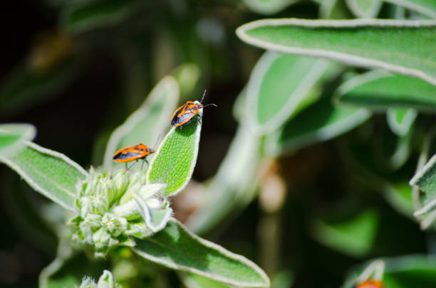 Selective focus of Two orange pattern little bugs on green leaves at a Botanical garden, sometimes call these fall pests the “pumpkin spice” version of a ladybug.