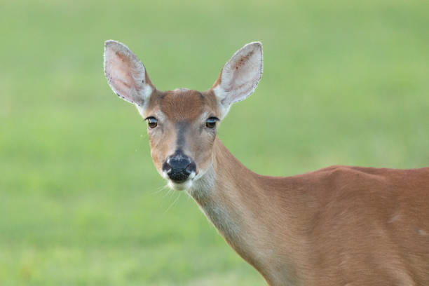 A closeup of a white-tailed deer doe at Fort Hancock on Sandy Hook