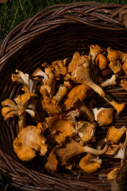 istock Golden Chanterelle - an Edible Mushroom. 2169654471