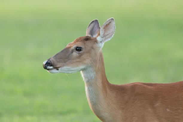 istock Closeup of a White-tailed Deer Doe at Sandy Hook 2169655192
