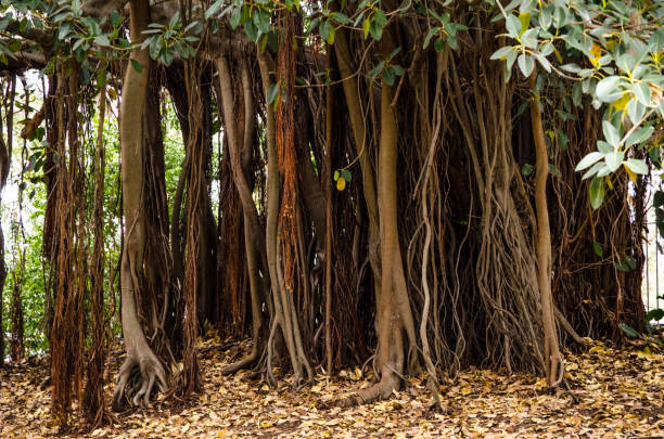 istock The pattern of fig tree roots at botanical garden. 2169655542