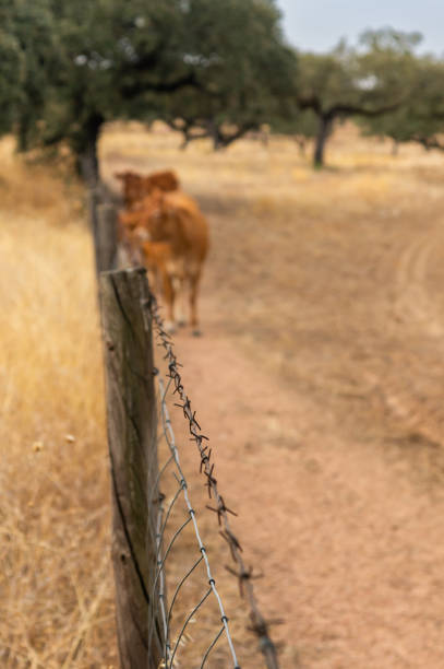 Barbed wire in the foreground with blurred cows in the background.