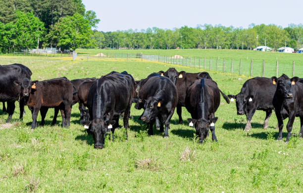 istock Angus herd in lush spring pasture in AL 2169656061