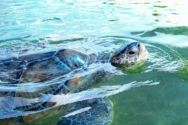 Close up of a Green Sea Turtle (Chelonia mydas) surfacing in the water.