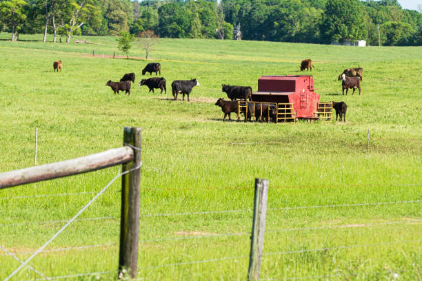 istock Cattle around creep feeder in Spring pasture 2169656165