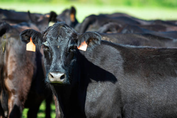 istock Black Angus brood cow looking at camera 2169656261