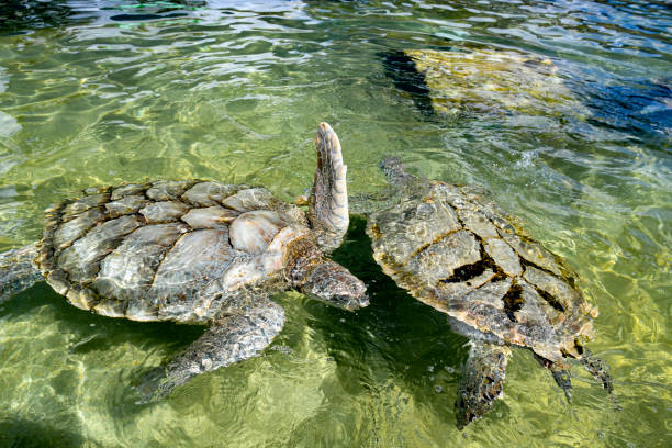 istock Two green sea turtles 2169656310