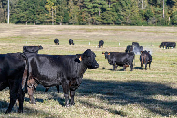 istock Herd of black Angus cattle in October pasture in AL 2169656378
