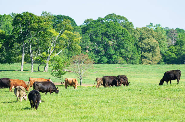 istock Pastoral landscape with grazing cattle 2169656501