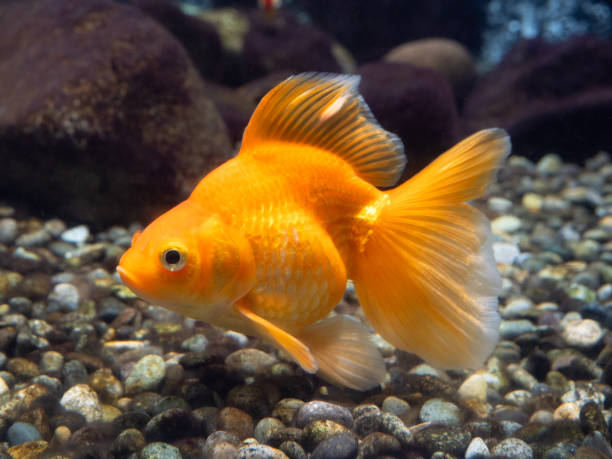 istock Goldfish Ryukin 2169658602