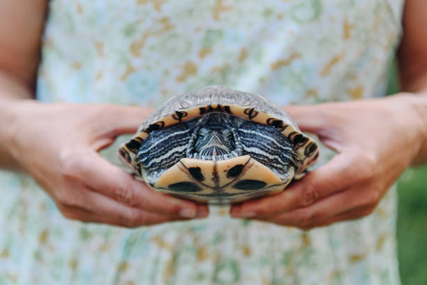 istock small turtle in woman hands, head hidden in shell, pond slider, Trachemys scripta, Emydidae, freshwater tortoise, Chrysemys scripta elegans, unusual pet for home 2169659106