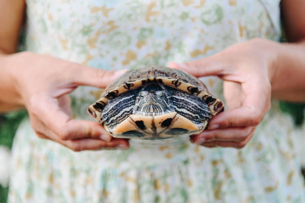 istock small turtle in woman hands, pond slider, Trachemys scripta, Emydidae, freshwater tortoise, Chrysemys scripta elegans, unusual pet for home 2169659111