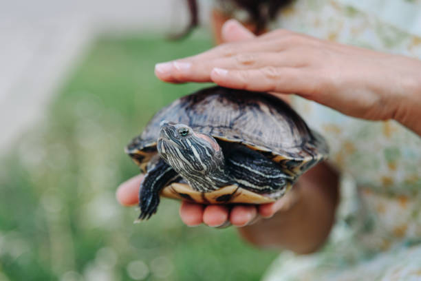 istock small turtle in woman hands, pond slider, Trachemys scripta, Emydidae, freshwater tortoise, Chrysemys scripta elegans, young caucasian woman stroking turtle with hand, unusual pet for home 2169659112