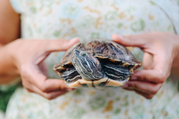 Turtles are reptiles of the order Testudines, characterized by a special shell developed mainly from their ribs. Modern turtles are divided into two major groups, the Pleurodira and Cryptodira, which differ in the way the head retracts.