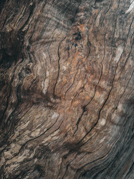 istock Nature close-up in Australia. Plants 2169659362