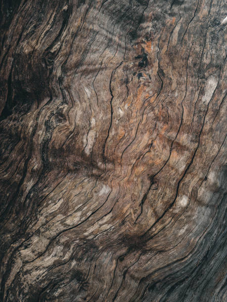 istock Nature close-up in Australia. Plants 2169659366