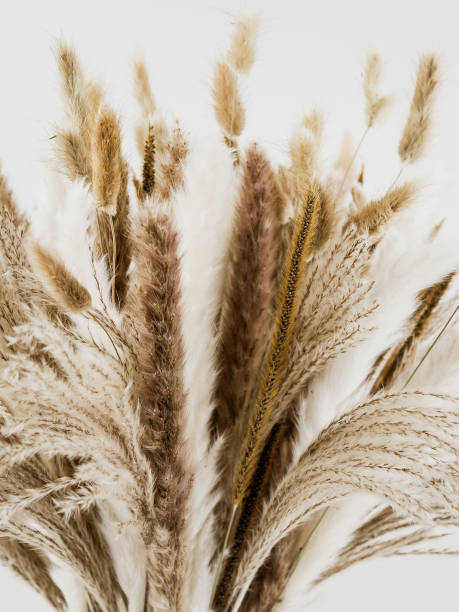 istock Bouquet of decorative dried pampas grass on a light background, close-up. 2169659609