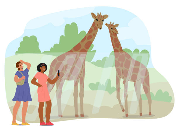 Two Women Are Enjoying A Visit To The Zoo, Captivated By Giraffes In The Enclosure. One Of The Women Is Taking A Photo Two Women Are Enjoying A Visit To The Zoo, Captivated By Giraffes In The Enclosure. One Of The Women Is Taking A Photo While The Other Appears Amazed, Emphasizing Leisure And Wildlife Appreciation zoo enclosure glass stock illustrations