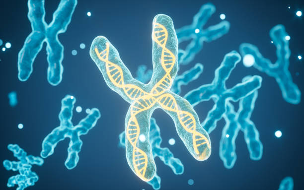 istock Human genes and chromosomes, 3d rendering. 2169660638